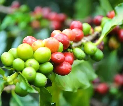 数量限定！希少品種のコーヒーはいかが？